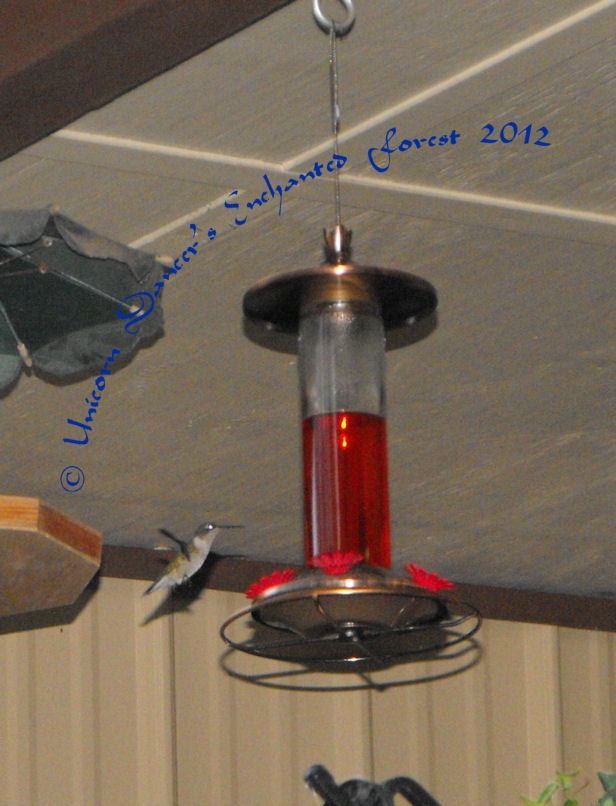 Humming Bird 1