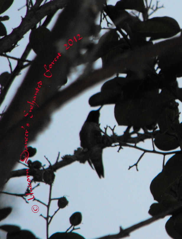 Humming Bird 2